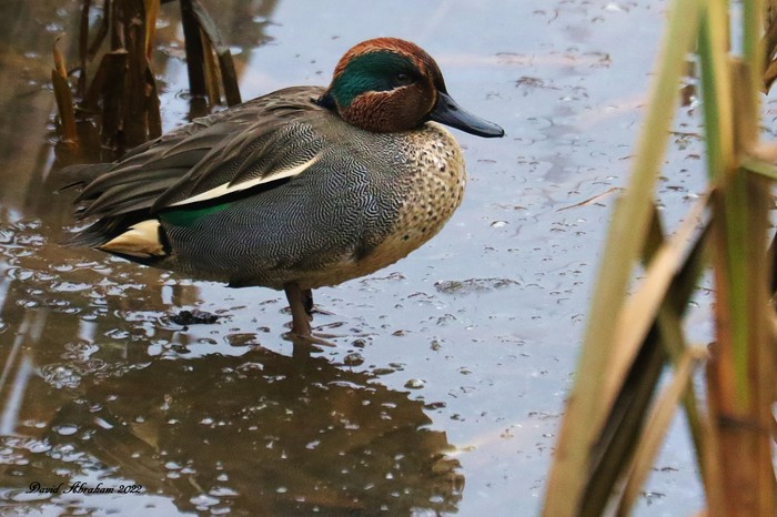 Teal