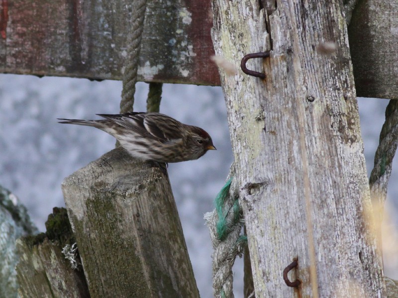 Greenland Redpoll