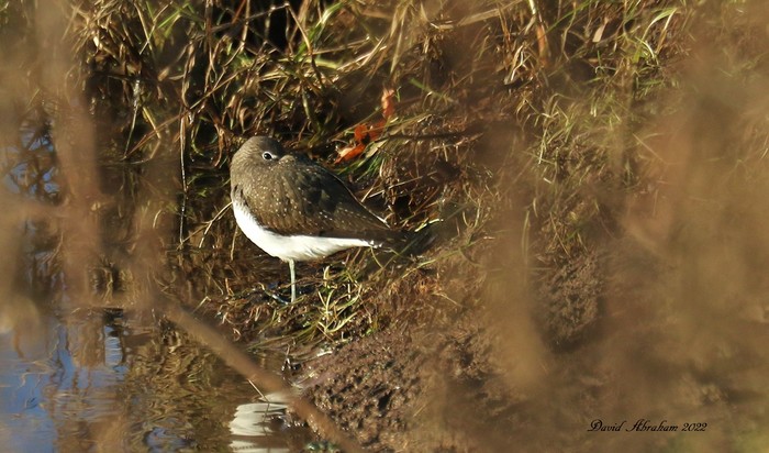 Green Sandpiper 