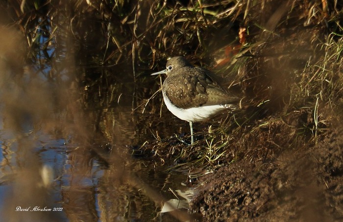 Green Sandpiper