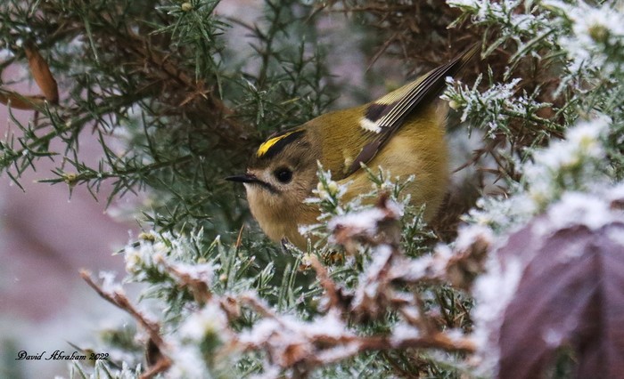 Goldcrest 