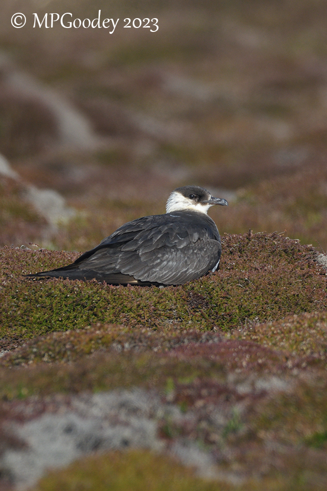 Arctic Skua