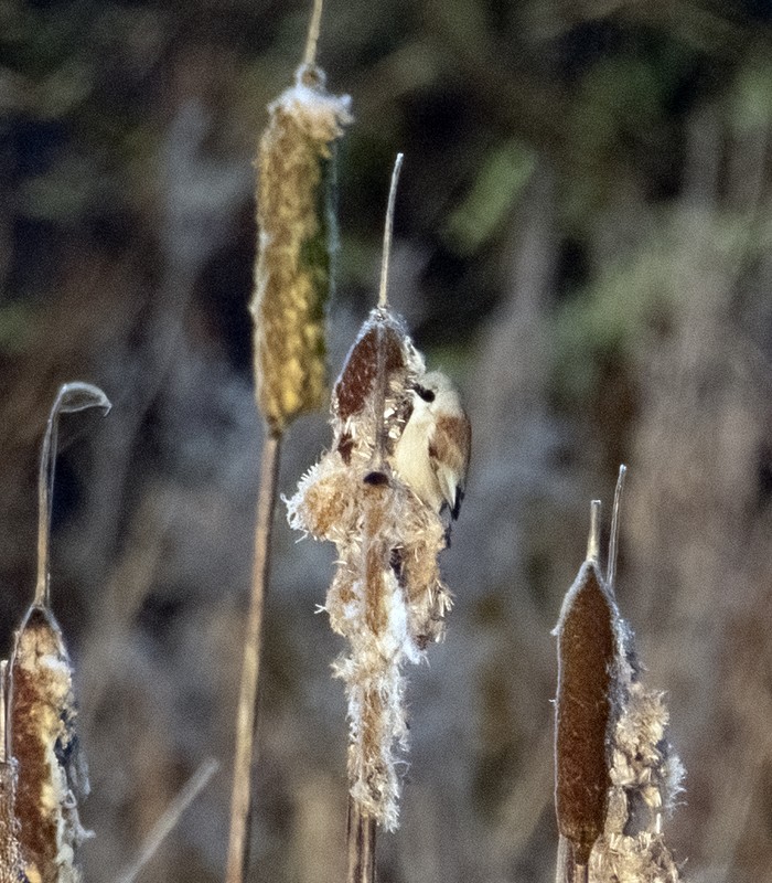 Penduline Tit