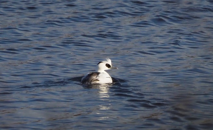 Smew