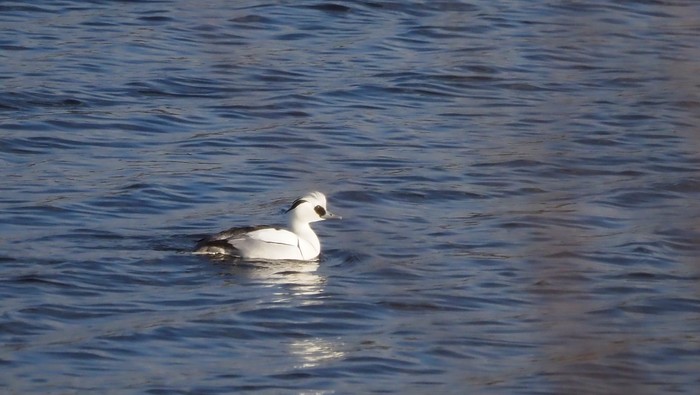 Smew