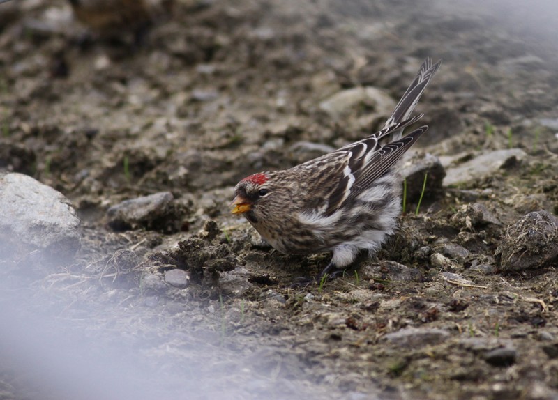 Greenland Redpoll