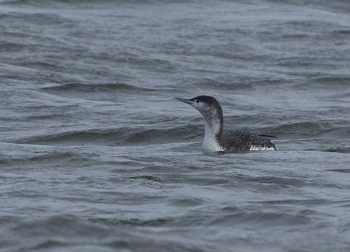 Red-throated Diver
