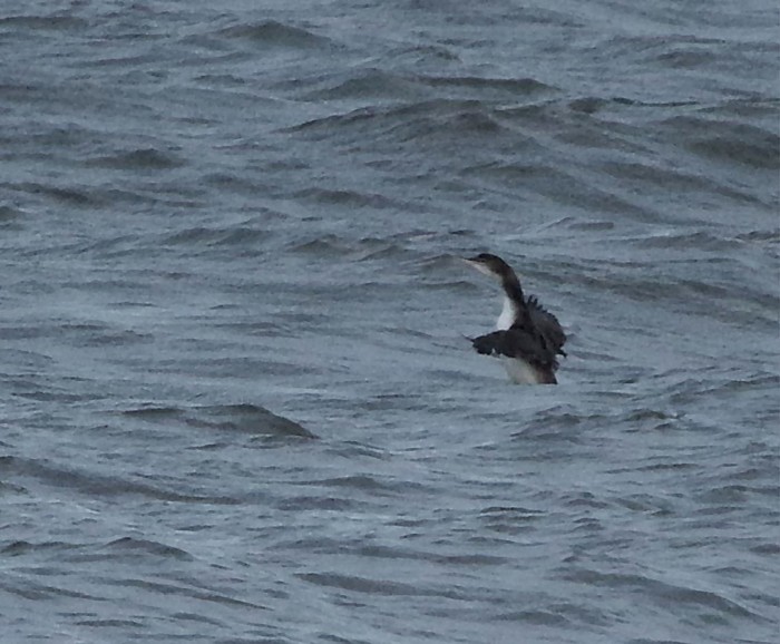 Great Northern Diver