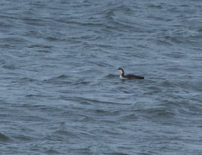 Great Northern Diver
