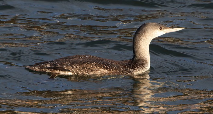 Red-throated Diver