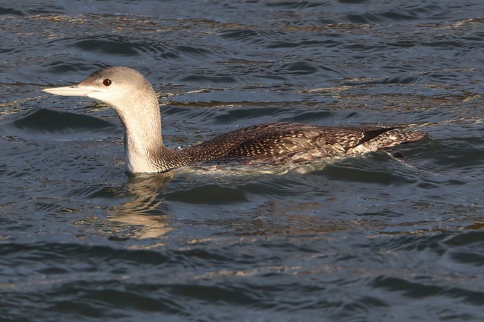 Red-throated Diver