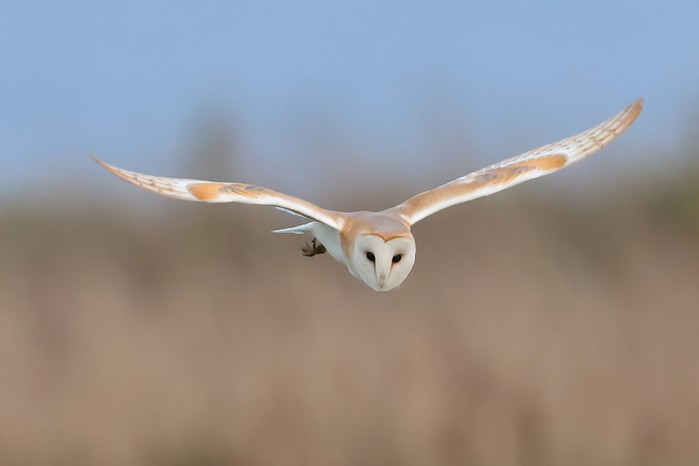 Barn Owl