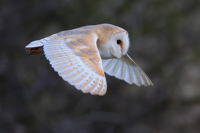 Barn Owl