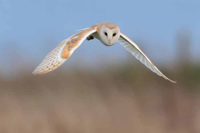 Barn Owl