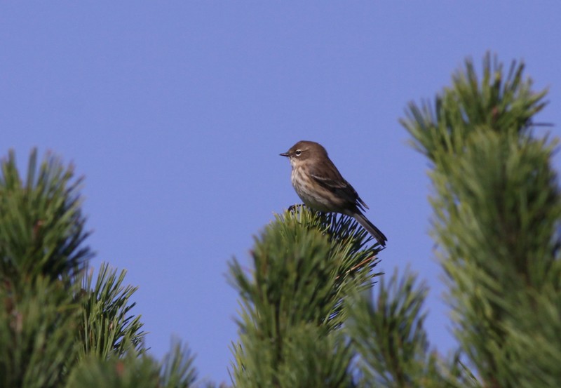 Myrtle Warbler