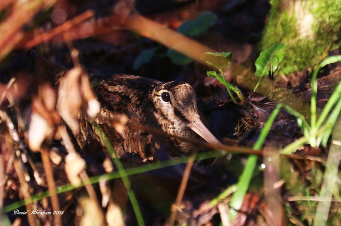 Woodcock 