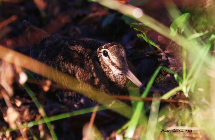 Woodcock 