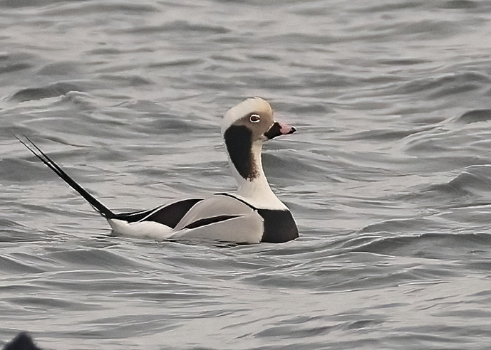 Long-tailed Duck