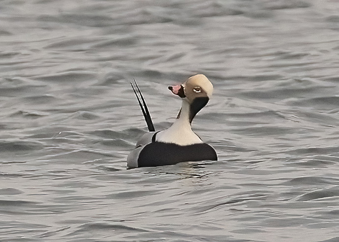 Long-tailed Duck