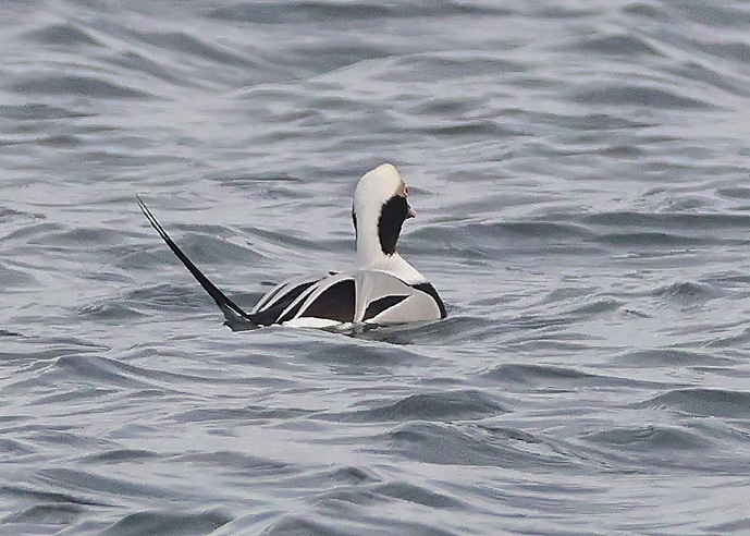 Long-tailed Duck