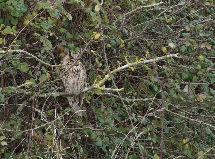 Long-eared Owl