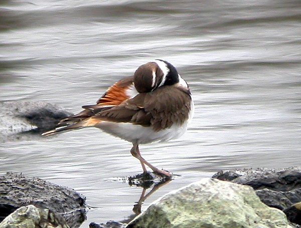 Killdeer