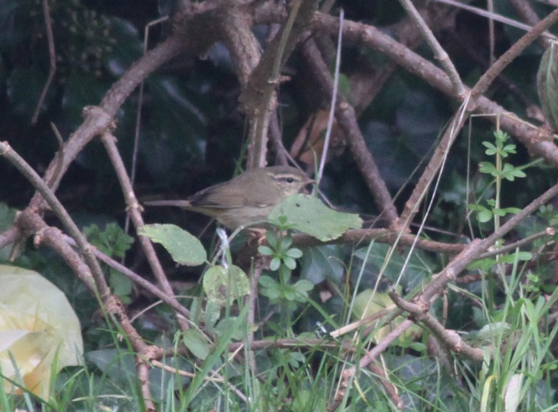 Radde's Warbler