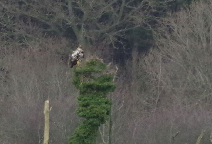 White-tailed Eagle