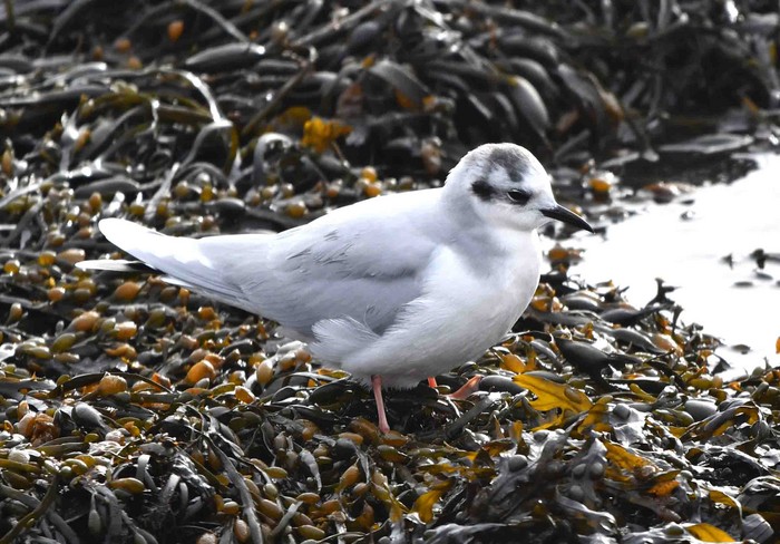 Little Gull