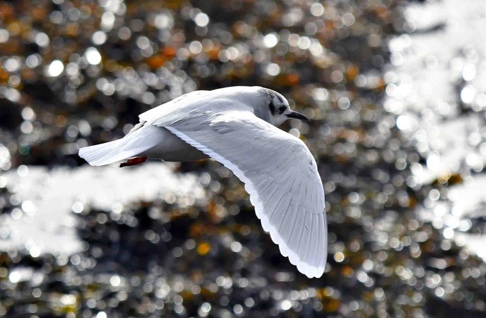 Little Gull