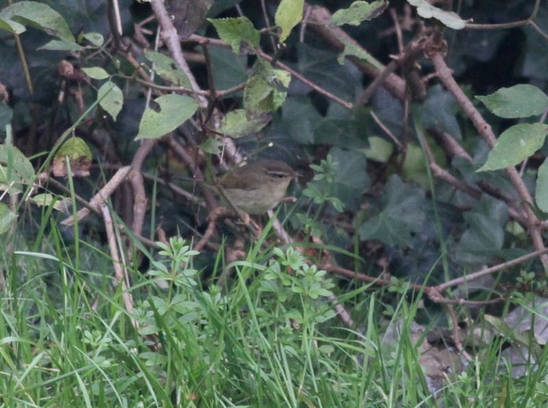 Radde's Warbler