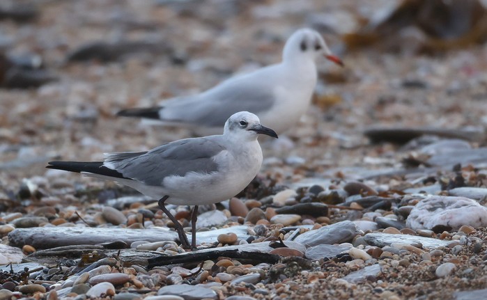 Laughing Gull