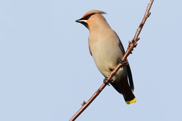 Waxwing