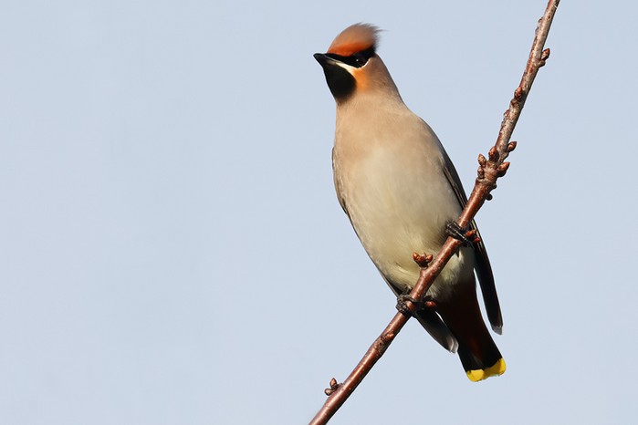 Waxwing