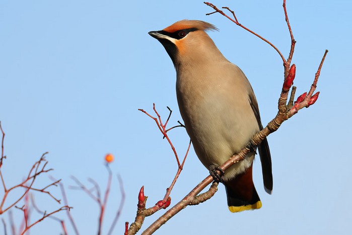 Waxwing