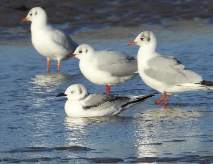 Kittiwake