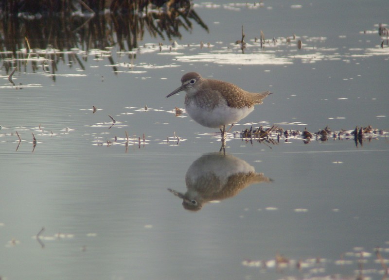 Solitary Sandpiper