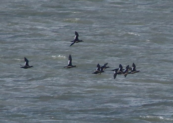 Velvet Scoter