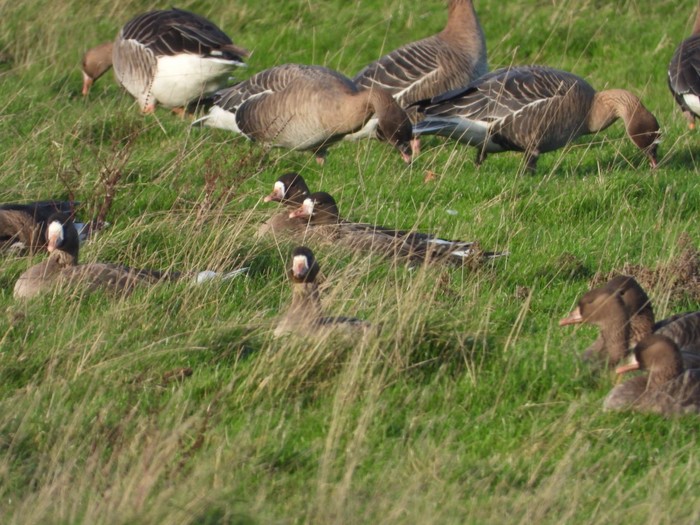 White-fronted Goose