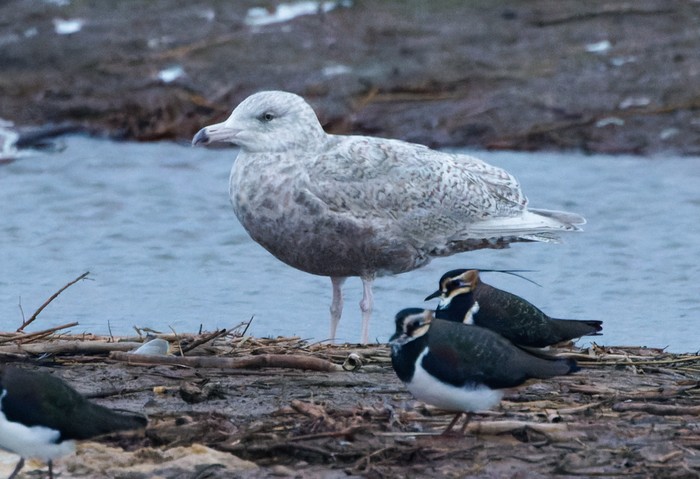 Glaucous Gull
