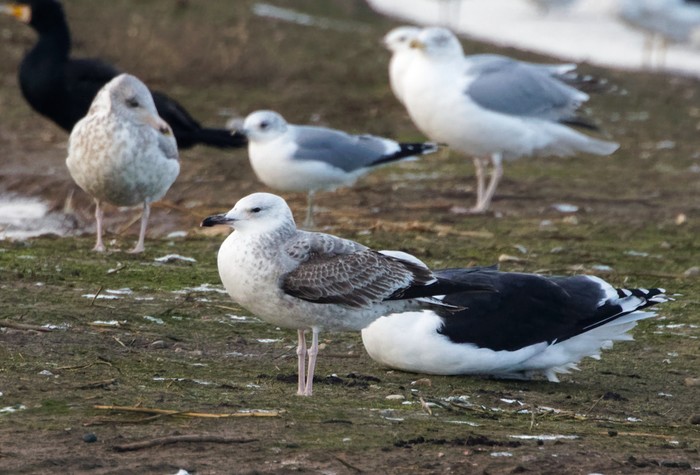 Caspian Gull