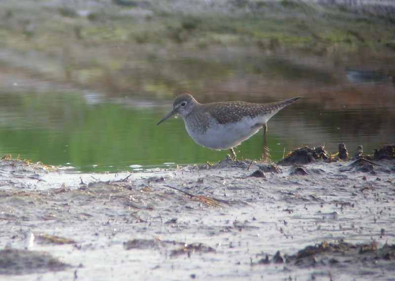 Solitary Sandpiper