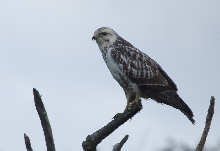 Buzzard