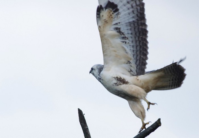 Buzzard