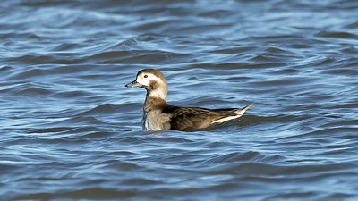Long-tailed Duck