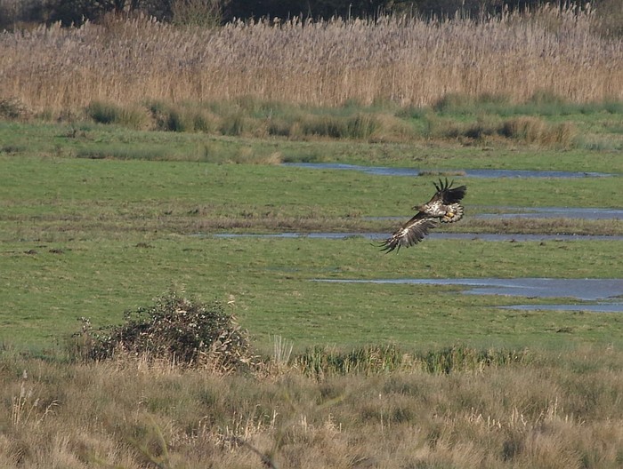 White-tailed Eagle