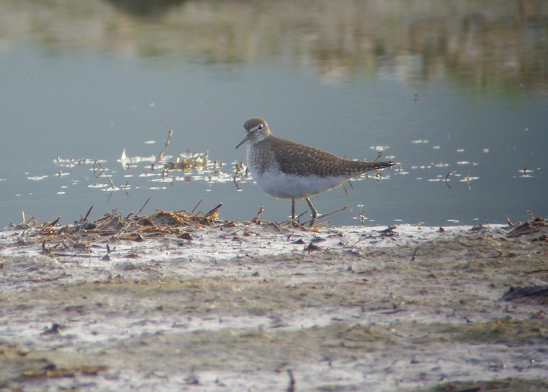 Solitary Sandpiper
