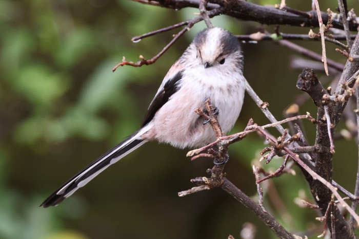 Long-tailed Tit