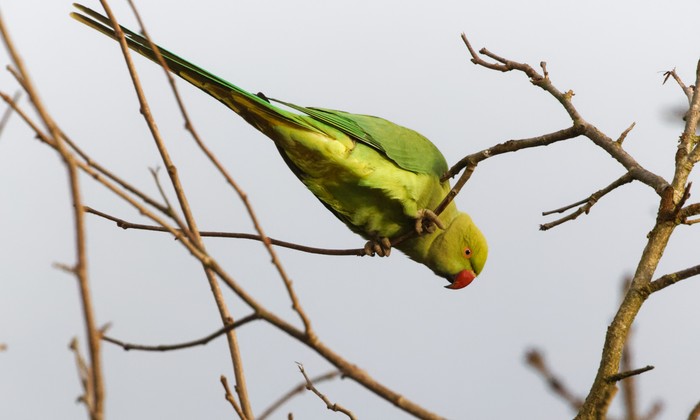 Ring-necked Parakeet