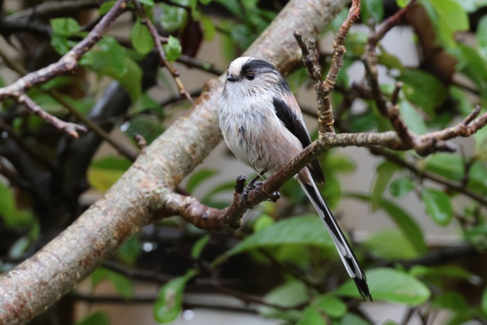 Long-tailed Tit
